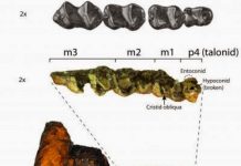 Ancient hedgehog and tapir once inhabited British Columbia