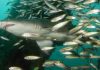 Shark teeth analysis provides detailed new look at Arctic climate change