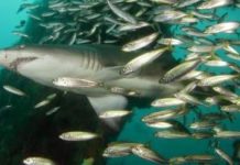 Shark teeth analysis provides detailed new look at Arctic climate change