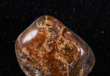One secret of ancient amber revealed