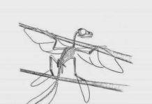 Birdlike fossil challenges notion that birds evolved from ground-dwelling dinosaurs