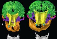 Short lives, violent deaths: Two CT-scanned Siberian mammoth calves yield trove of insights