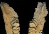 Bones of elephant ancestor unearthed: Meet the gomphothere