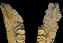 Bones of elephant ancestor unearthed: Meet the gomphothere