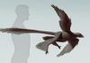 New feathered predatory fossil sheds light on dinosaur flight