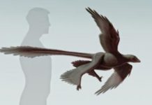 New feathered predatory fossil sheds light on dinosaur flight