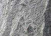 Animal foraging tactics unchanged for 50 million years
