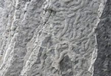 Animal foraging tactics unchanged for 50 million years