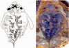 Brain of world’s first known predators discovered