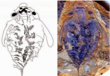 Brain of world’s first known predators discovered