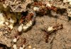 Are ants the answer to carbon dioxide sequestration?