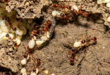 Are ants the answer to carbon dioxide sequestration?