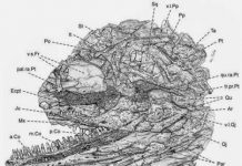 Science and art bring back to life 300-million-year-old specimens of a primitive reptile-like vertebrate