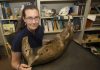 Mammoth and mastodon behavior was less roam, more stay at home