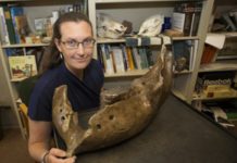 Mammoth and mastodon behavior was less roam, more stay at home