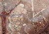 Leaf-mining insects destroyed with the dinosaurs, others quickly appeared