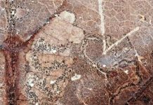 Leaf-mining insects destroyed with the dinosaurs, others quickly appeared