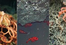 From finding Nemo to minerals: What riches lie in the deep sea?