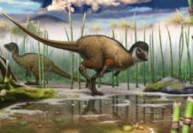 Fossils found in Siberia suggest all dinosaurs could have been feathered