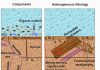 2-D model may help explorers find reservoirs of the ‘ice that burns’