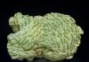 Prehnite