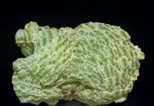 Prehnite