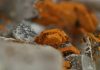 Pyroaurite