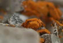 Pyroaurite