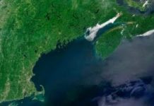 A global view of oceanic phytoplankton