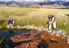 Taking the temperature of deep geothermal reservoirs