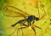 Chinese mosquitoes on the Baltic Sea
