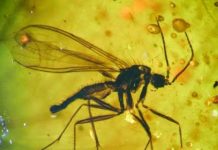 Chinese mosquitoes on the Baltic Sea