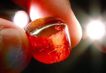 Decades-old amber collection offers new views of a lost world