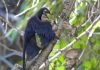 Shrinking dinosaurs evolved into flying birds