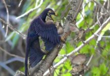 Shrinking dinosaurs evolved into flying birds