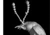 Oldest rove beetle in the Omaliini tribe found in French amber