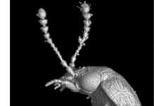 Oldest rove beetle in the Omaliini tribe found in French amber