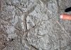 Burrowing animals may have been key to stabilizing Earth’s oxygen
