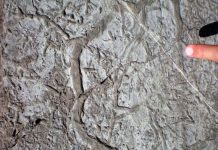 Burrowing animals may have been key to stabilizing Earth’s oxygen