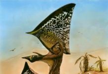 New species of flying pterosaur