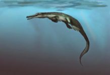 Neither too hot nor too cold: Evolution of marine crocodilians constrained by ocean temperatures