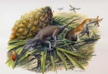 Jurassic mammals were picky eaters, new study finds