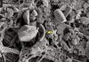 Life can persist in cold, dark world: Life under Antarctic ice explored