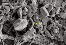 Life can persist in cold, dark world: Life under Antarctic ice explored