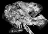 Fossil arthropod went on the hunt for its prey