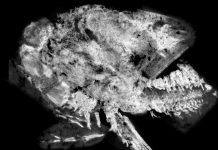 Fossil arthropod went on the hunt for its prey