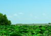‘Just right’ plant growth may make river deltas resilient