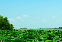 ‘Just right’ plant growth may make river deltas resilient