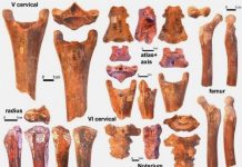Toothless ‘dragon’ pterosaurs dominated the Late Cretaceous skies