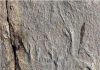 Animals first flex their muscles ” A new fossil discovery “